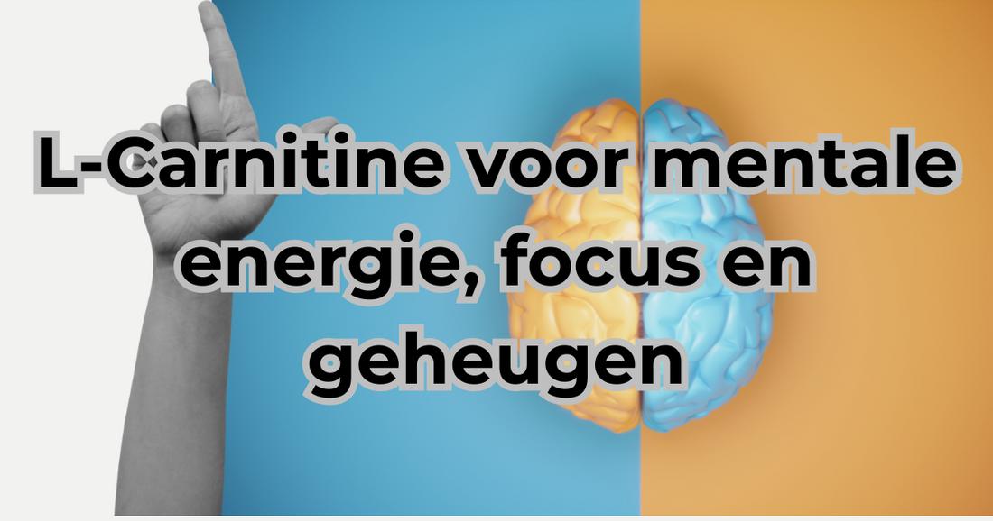 L-Carnitine supplement voor mentale focus en vetverbranding